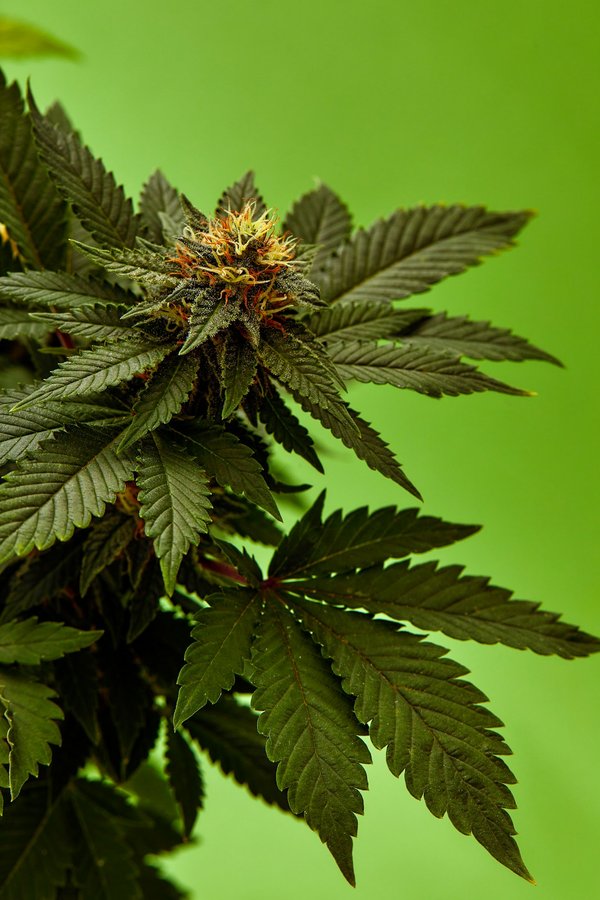 Les principales étapes de la légalisation du chanvre en Europe